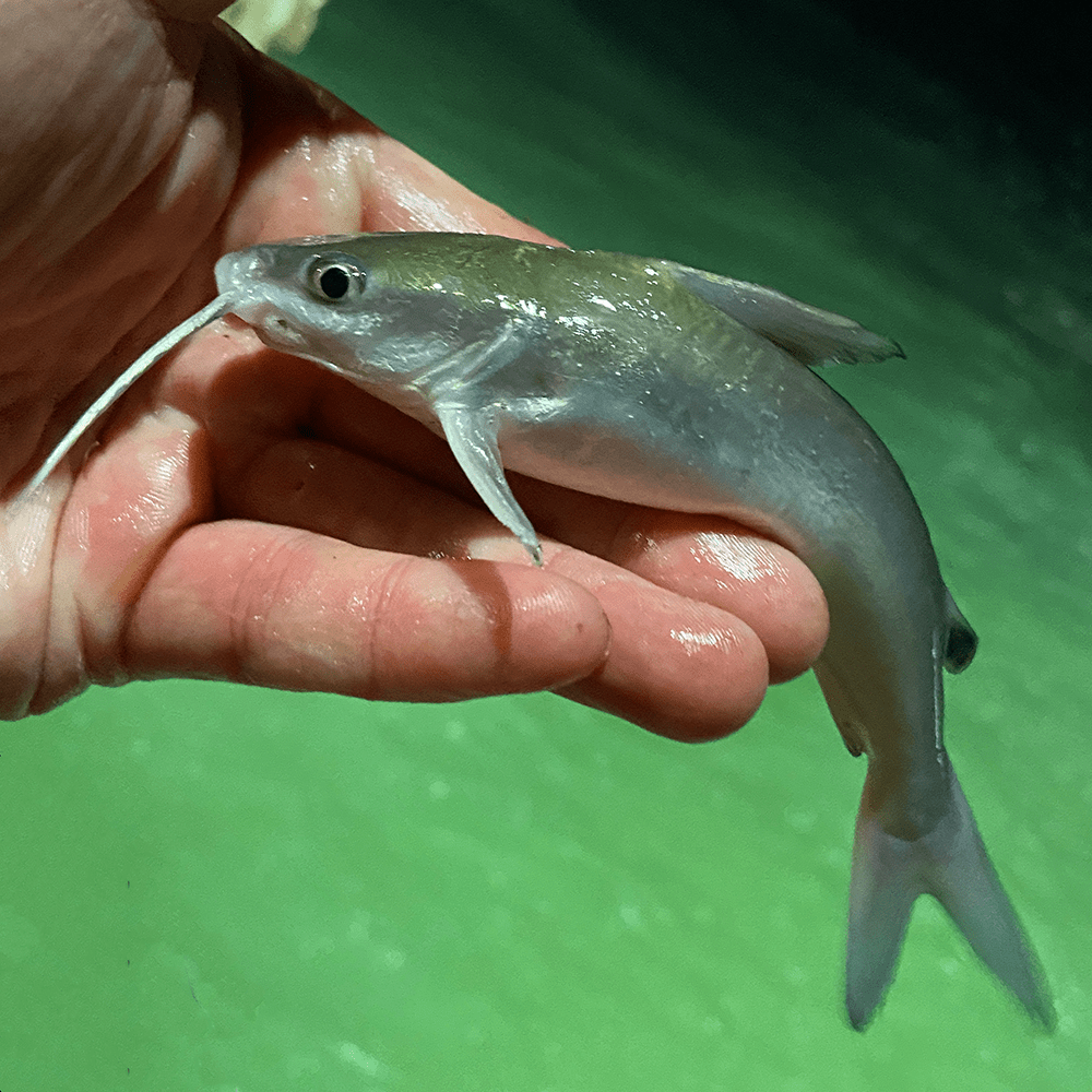 Catfish, Hardhead SerpentMound